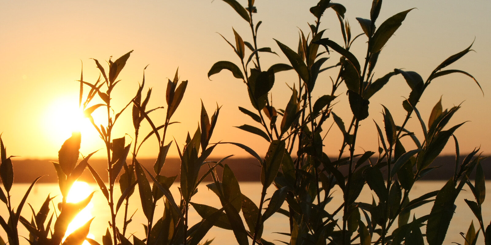 Vivacity Background Image