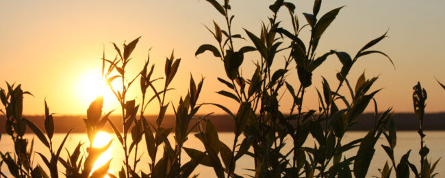 Vivacity Background Image