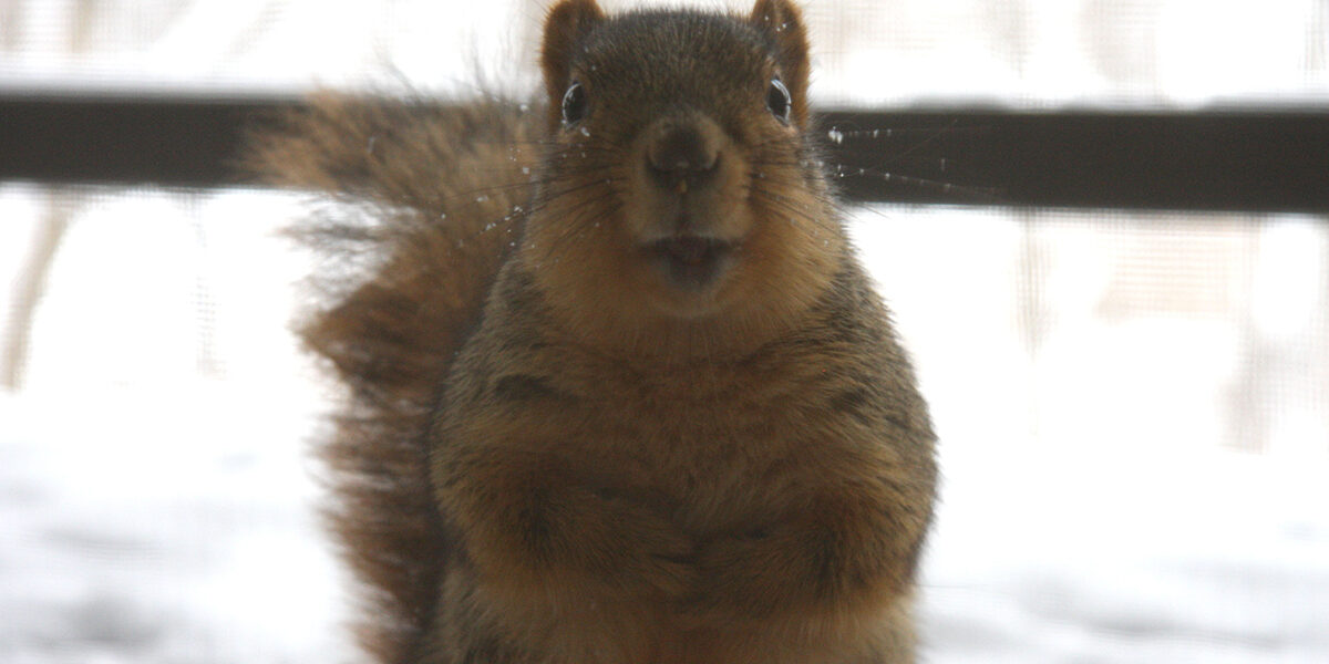 Squirrel